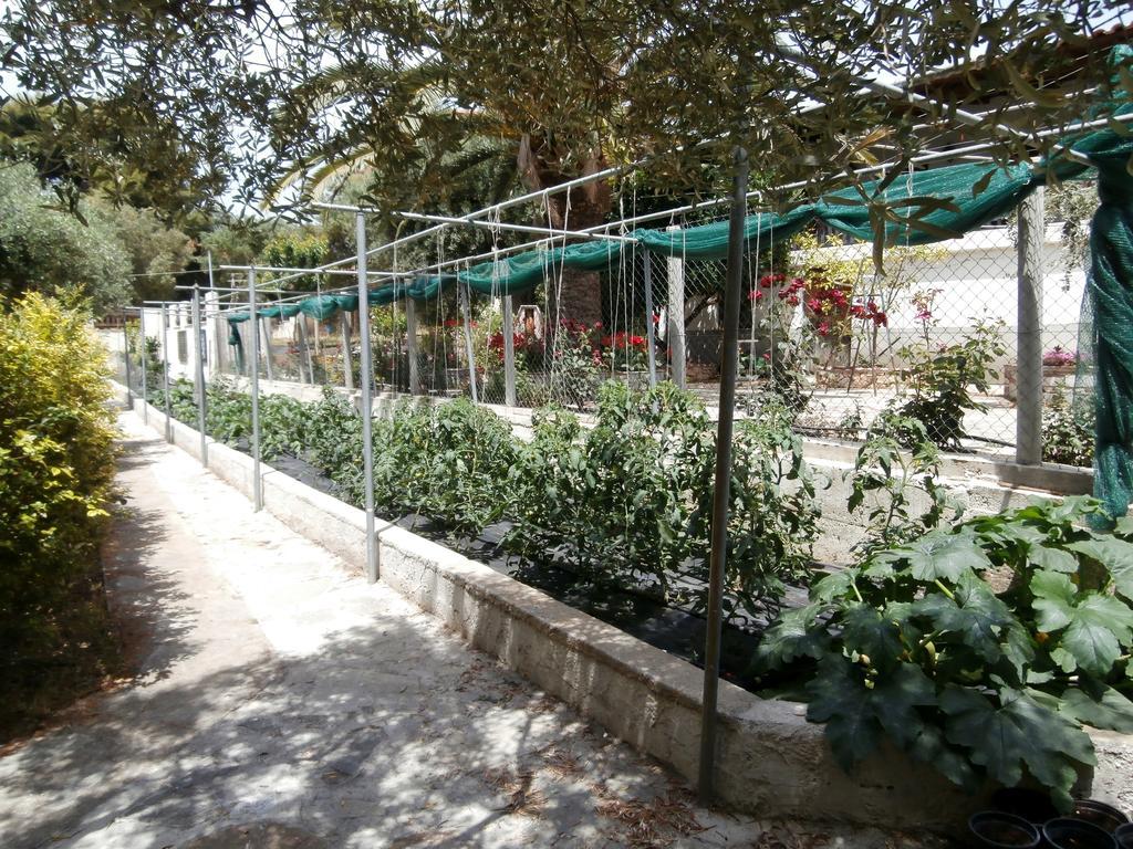 Olive House Appartement Elia Nikitis Buitenkant foto